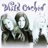 Wild Orchid